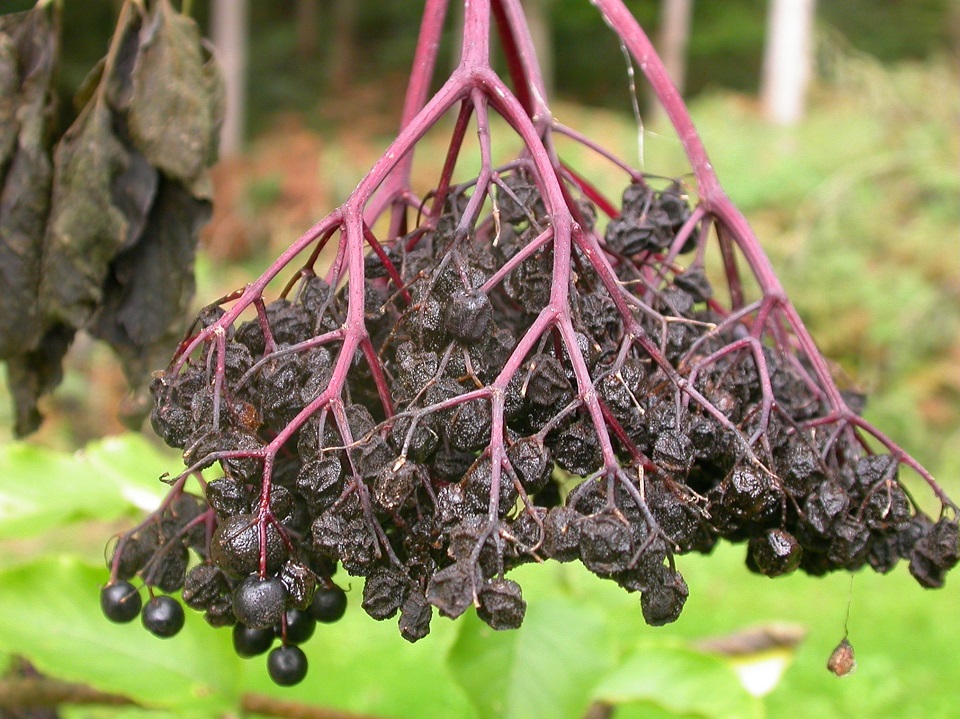 Muster_20040917_Colletotrichum 2 (4zu3).JPG